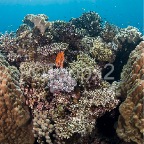 Koralrevet10
