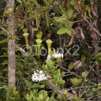 nepenthes1