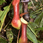 nepenthes2