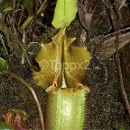 nepenthes5