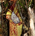 nepenthes6
