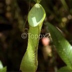 nepenthes8
