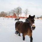 Danmark vinter05