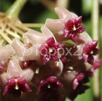 hoya1