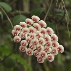 hoya7