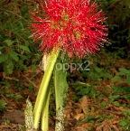 Rwanda03